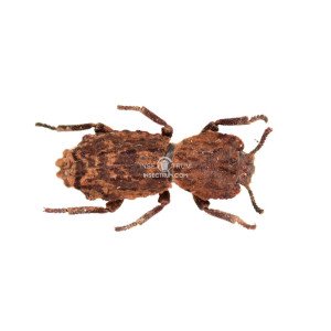 PHLOEODES SSP PHLOEODES SSP